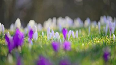 Ağaçlık alanda açan bahar timsahları, taze sabah ışığı, sinematik 4K ağır çekim.