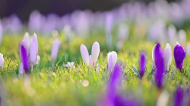 Beyaz timsahların güneşli ormanda açtığı bahar tazelemesi, sinematik 4K ağır çekim..