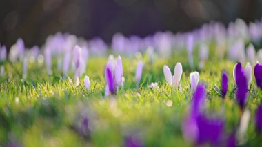 Bahar ormanı çayırlarında açan beyaz crocus çiçekleri, taze ve sakin, ultra HD ağır çekim.