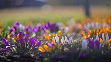 Güzel bahar timsahları sıcak ışıkta çayırlarda çiçek açıyor, sakin ve ilham verici 4K ağır çekim..