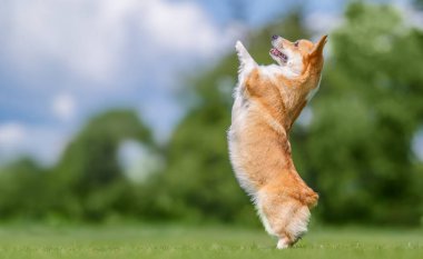 Güneşli bir günde açık havada antrenman yaparken zıplayan Galli Corgi köpeği. Mutlu hayvan, itaat ve aktif yaşam tarzı konsepti