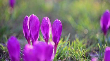 Bahar ormanlarında çiçek açan çiçek, sıcak güneş ışığı ve huzur..