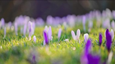 Güneşli ormanlarda çiçek açan timsahlar, ilkbahar doğası güzelliği, sinematik 4K ağır çekim.