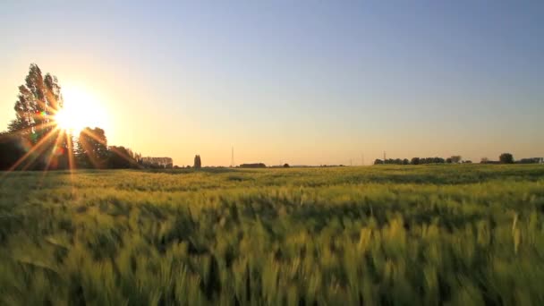 Pôr do sol em um campo de trigo — Vídeo de Stock