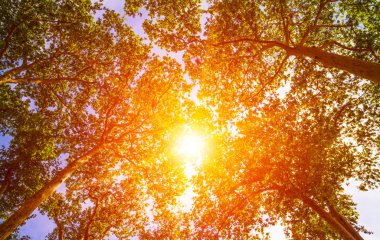 Sun ray ağaçların arasından