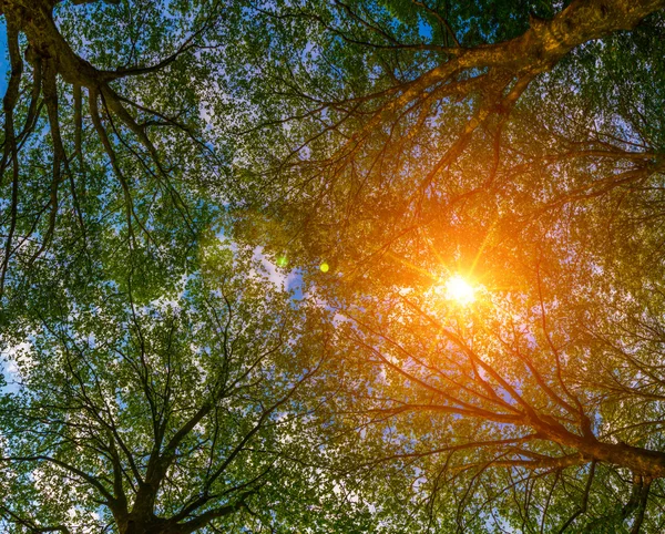 Sun ray through the trees — Stock Photo, Image