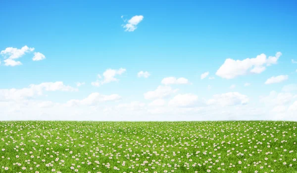 Πράσινο πεδίο και μπλε ουρανός — Φωτογραφία Αρχείου