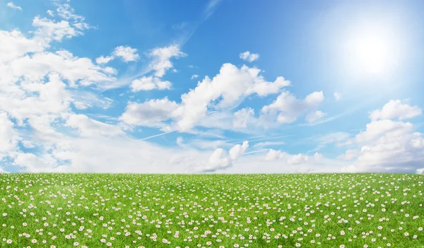 Vihreä kenttä ja sininen taivas — kuvapankkivalokuva