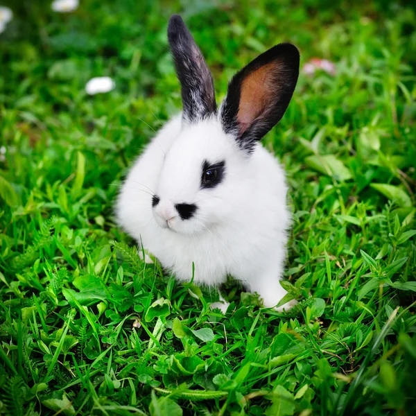 Baby white rabbit on grass — Stock Photo, Image