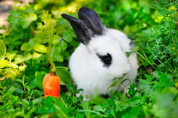 Conejo blanco bebé divertido con una zanahoria en la hierba —  Fotos de Stock