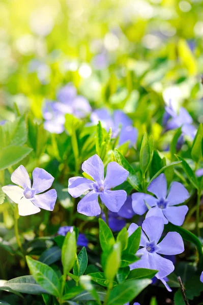 Periblinkle Vinca blå våren blommor i skogen — Stockfoto