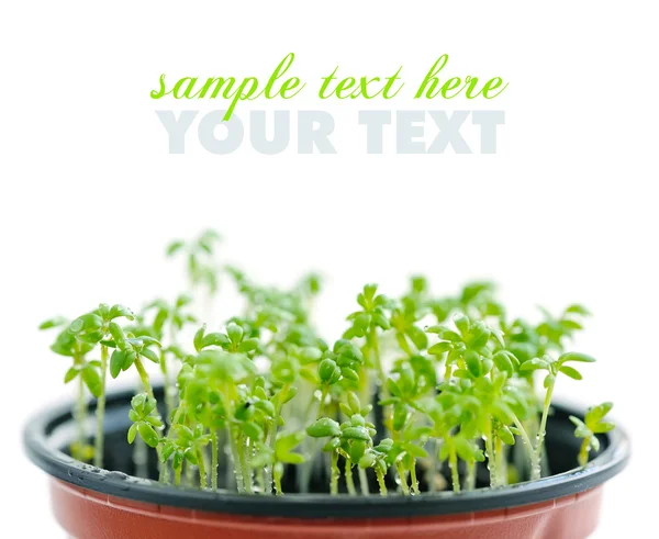 Färska trädgård cress (Lepidium Sativum) — Stockfoto