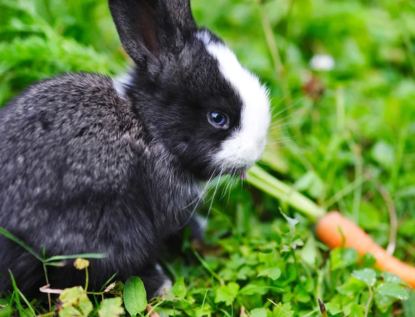 Funny baby rabbit with a carrot in grass — Stock Photo, Image