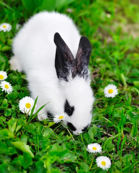 Baby Bílý králík na trávě — Stock fotografie