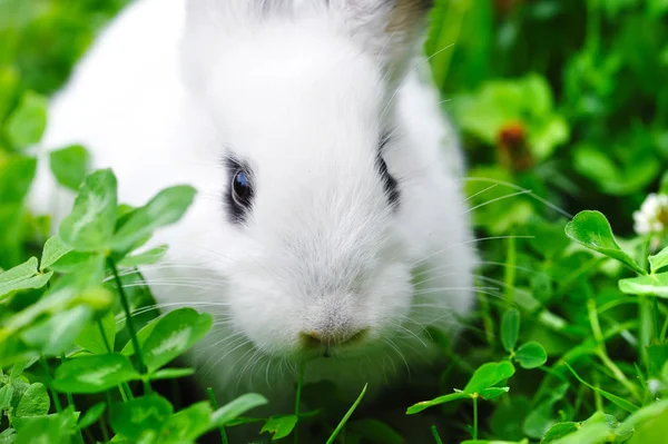 Baby weißes Kaninchen auf Gras — Stockfoto