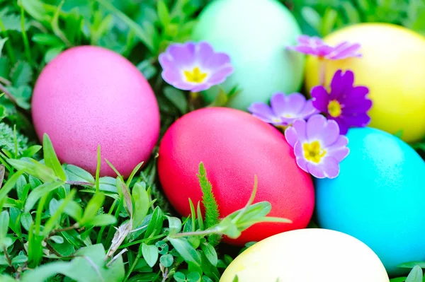 Gekleurde paaseieren met bloemen primrose op groen gras — Stockfoto