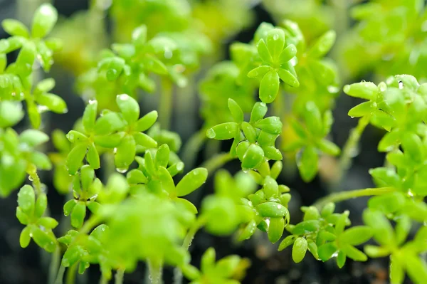 Primer plano de las hojas de Lepidium sativum o de berros de brotes frescos en crecimiento —  Fotos de Stock