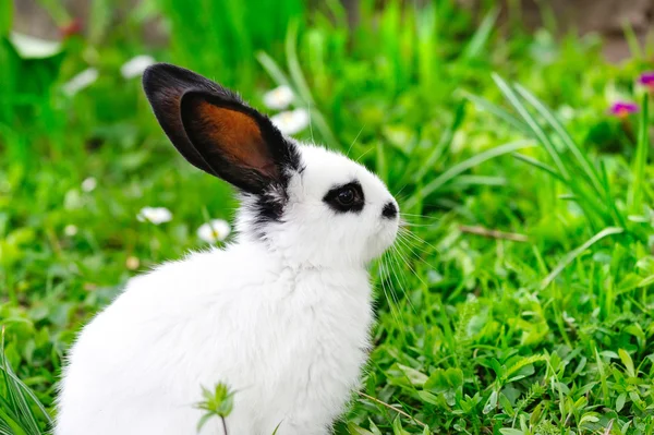 Baby wit konijn op gras — Stockfoto