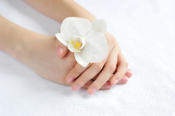 Mãos bonitas da mulher com flor branca do orchid — Fotografia de Stock