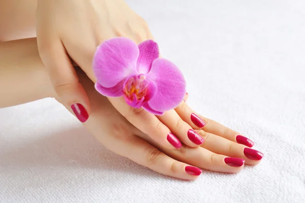 Belas mãos com manicure e flor de orquídea roxa — Fotografia de Stock