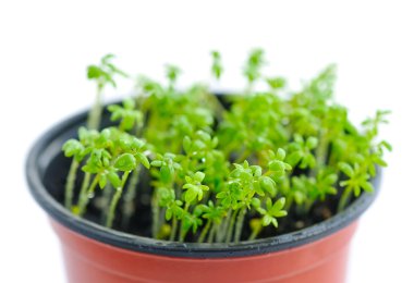 Taze Bahçe cress (Lepidium Sativum)