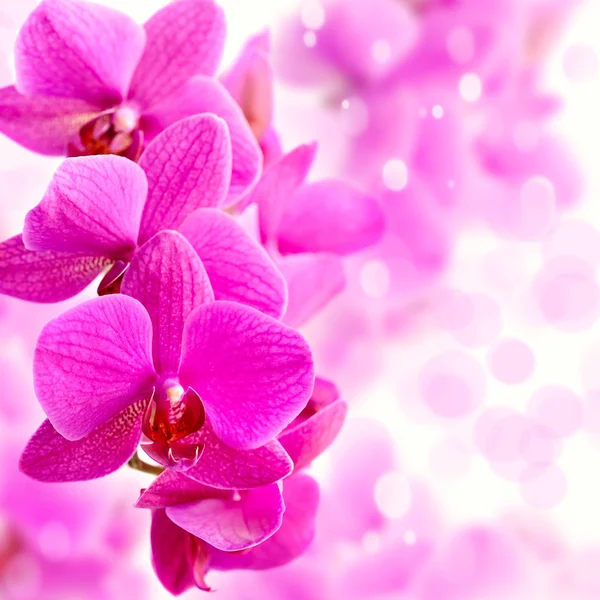 Hermosa orquídea púrpura como fondo — Foto de Stock