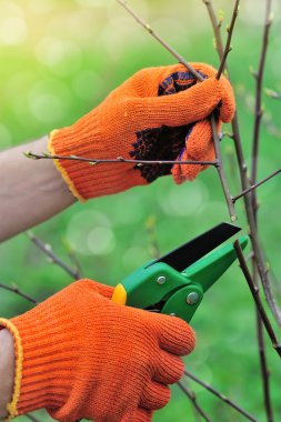 Ellerinde bahçıvan eldivenleri, bakım işleri, ağacı budamak.