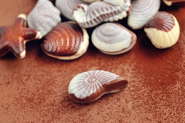 Conchiglie di cioccolato sullo sfondo di cacao in polvere — Foto Stock