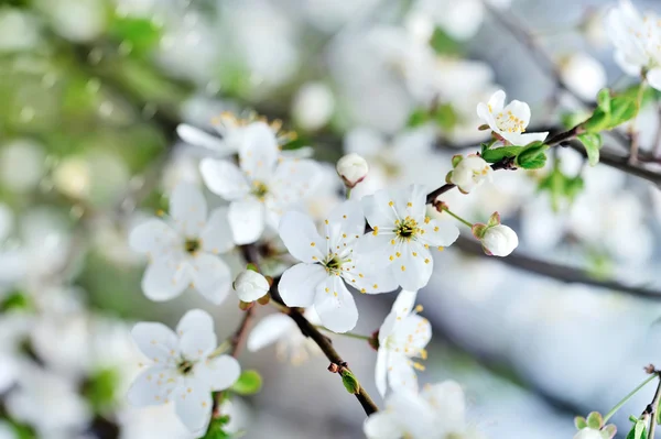 Blomstrende kirsebær gren på en lys baggrund - Stock-foto