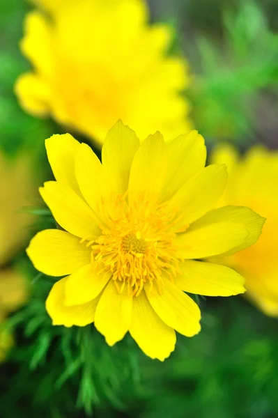 Adonis (adonis vernalis sarı çiçek) — Stok fotoğraf