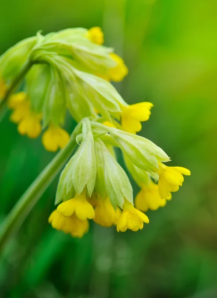 봄 초원에 있는 카우 슬립 꽃 (Primula veris), 가까이 다가가고 선택적 인 초점 — 스톡 사진