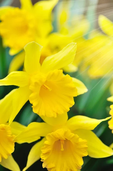 Narciso flores de primer plano — Foto de Stock