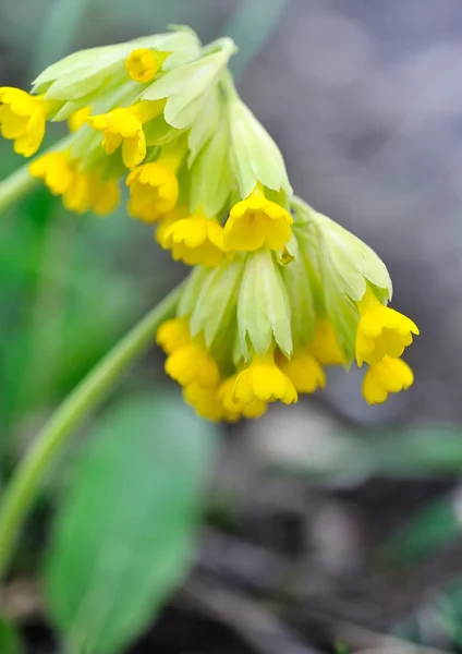 Cowslip flowers (Primula veris) on a spring meadow, close-up, selective focus — Stock Photo, Image