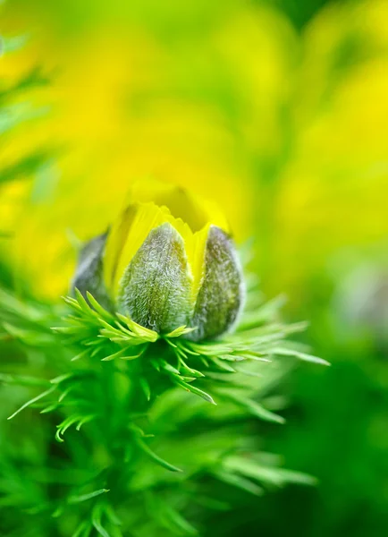 Żółte kwiaty Adonis (adonis vernalis) — Zdjęcie stockowe