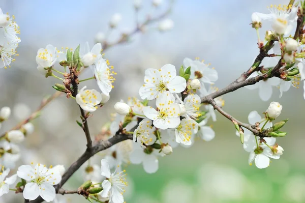 Floração ramo de cereja em um fundo leve — Fotografia de Stock