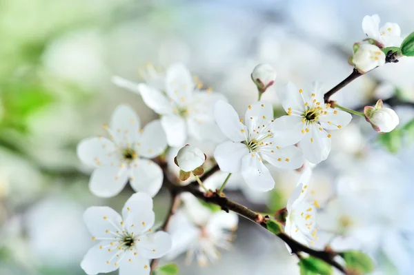 Virágzó cseresznyefa ága a világos háttér — Stock Fotó