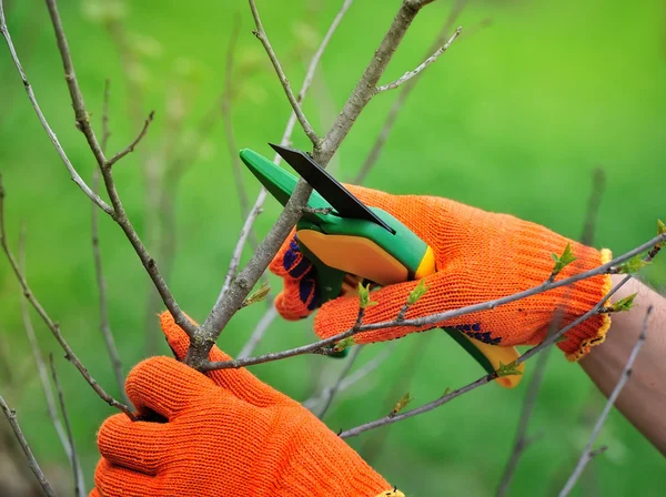 Manos con guantes de jardinero haciendo trabajos de mantenimiento, podando el árbol — Foto de Stock