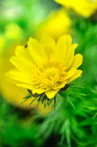 Gele bloemen van adonis (Voorjaarsadonis) — Stockfoto