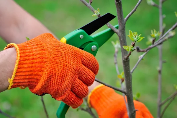 Mains avec des gants de jardinier effectuant des travaux d'entretien, taille de l'arbre — Photo