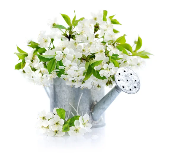 Watering can with cherry flowers on a white background — Stock Photo, Image