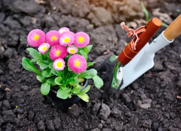 Hermosas flores de marguerita y herramientas de jardín —  Fotos de Stock