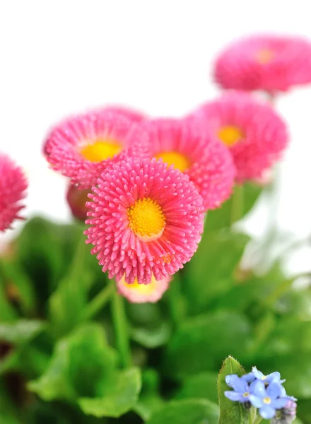 Beautiful marguerite flowers — Stock Photo, Image