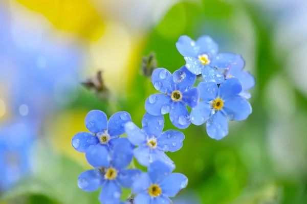 Flori albastre Uita-ma-nu (Myosotis sylvatica) cu picaturi de — Fotografie, imagine de stoc