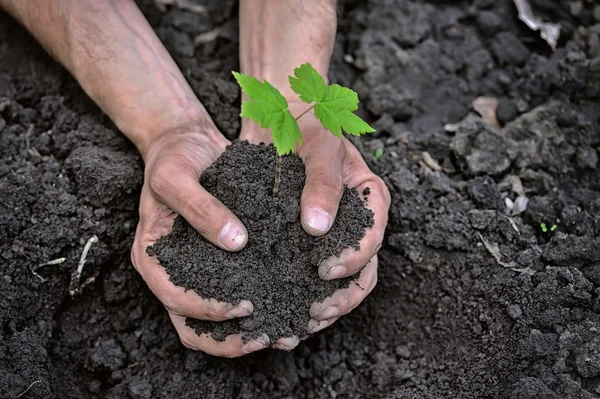 Hände halten junge Pflanze mit Erde — Stockfoto