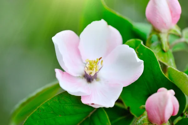 Rama de membrillo floreciente de oblonga (Cydonia oblonga ) — Foto de Stock