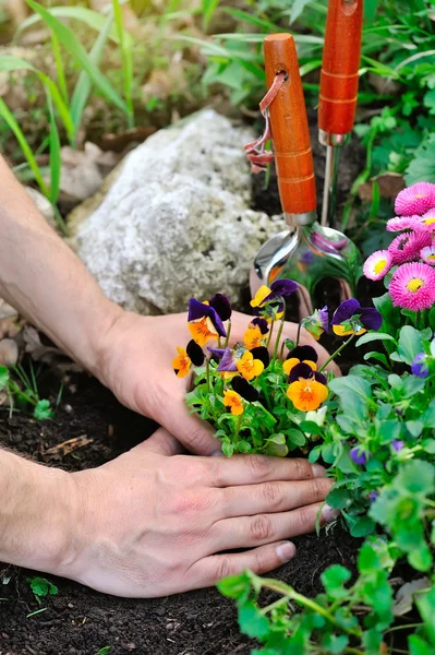 Jardineros manos plantando flores en un jardín —  Fotos de Stock