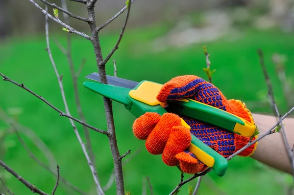 Руки в перчатках садовника выполняют работы по уходу, обрезают дерево — стоковое фото