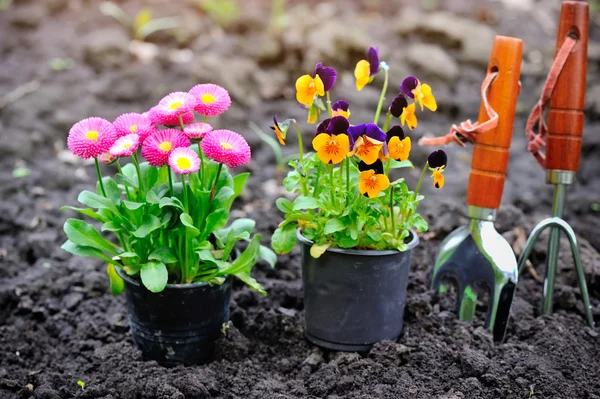 Εργαλεία κηπουρικής και ανοιξιάτικα λουλούδια στον κήπο — Φωτογραφία Αρχείου