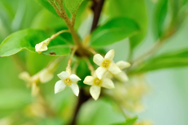 Close-up bloemen Schisandraceae Chinensis in het voorjaar — Stockfoto