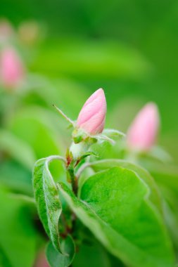 Dikdörtgen tomurcuklu dal (Cydonia oblonga)
